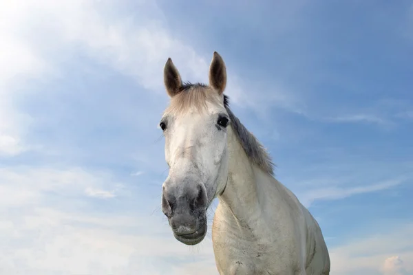 Bílý kůň. — Stock fotografie