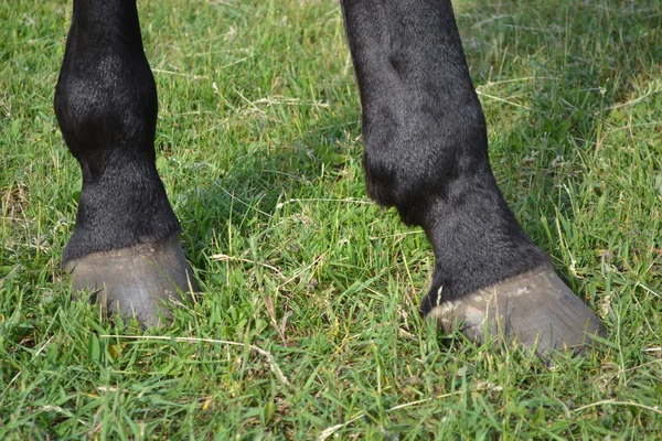 Hoofs of a horse. — Stock Photo, Image