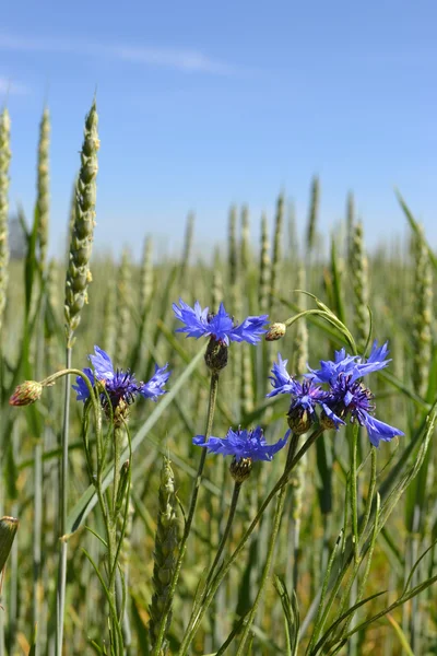 Cornflowers on a grain field. — Stock Photo, Image