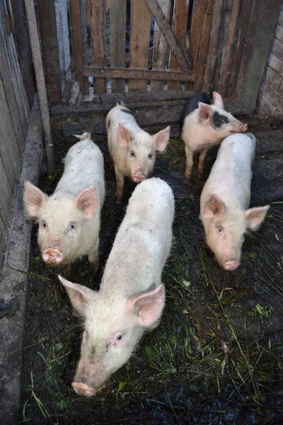 Small pigs. — Stock Photo, Image