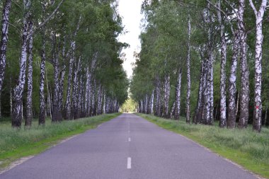 Huş ağacı ahşap giden yol.