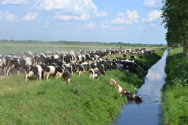 Стадо коров. — стоковое фото