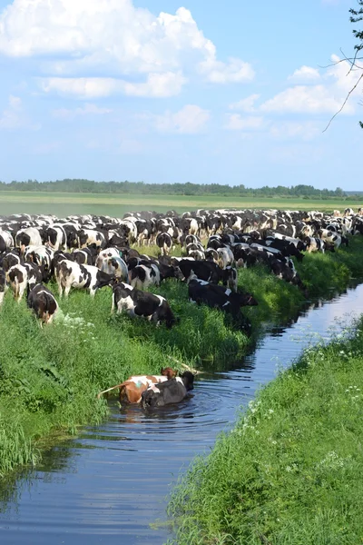 Manada de vacas. — Fotografia de Stock