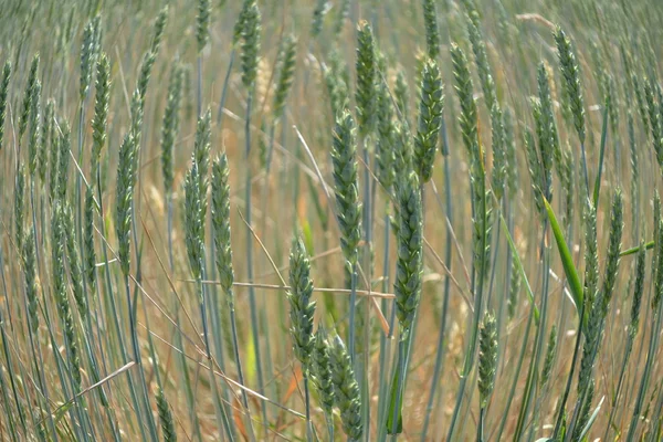 Buğday kulaklar. — Stok fotoğraf