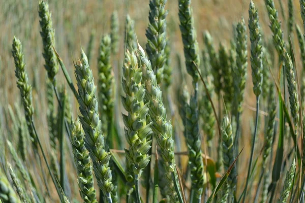 Wheat ears. — Stock Photo, Image