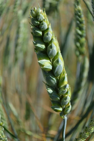 Wheat ear close up. — Stock Photo, Image