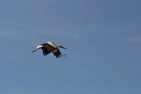 Vol d'une cigogne blanche . — Photo