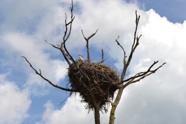 Nest of white storks. clipart