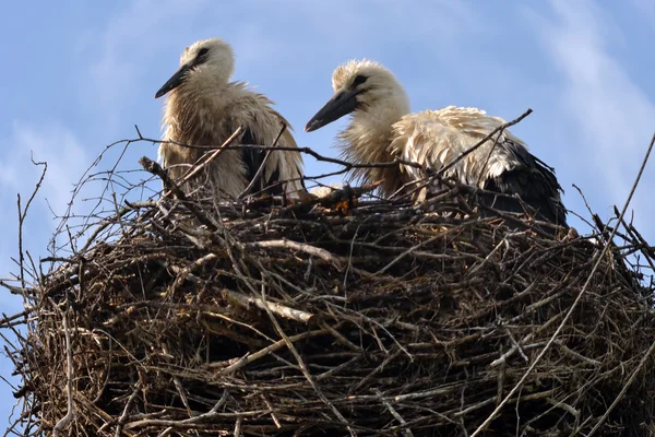 Baby birds of a stork. — Stock Photo, Image