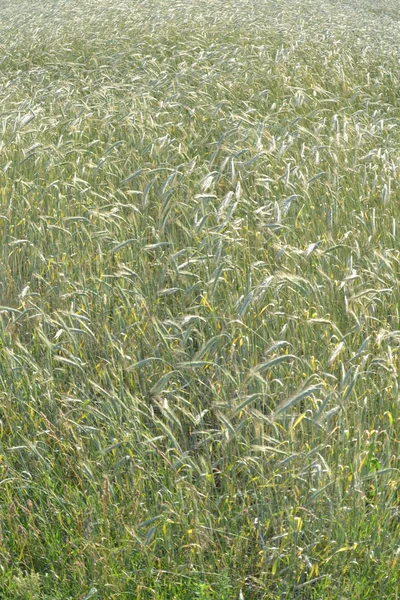 Feld des reifenden Weizens. — Stockfoto