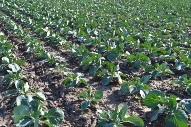 Cabbage field. clipart