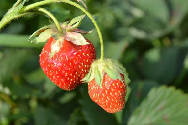 stock image Ripe strawberry.