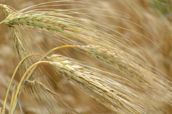 Grain ears. — Stock Photo, Image