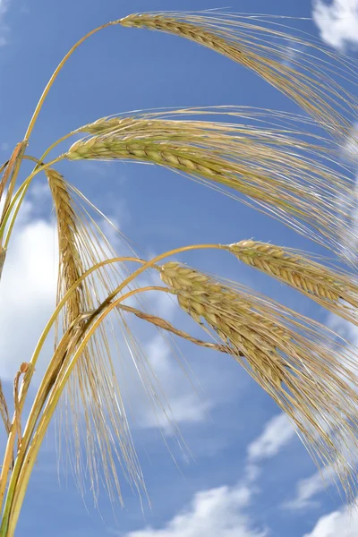 穀物の耳. — ストック写真