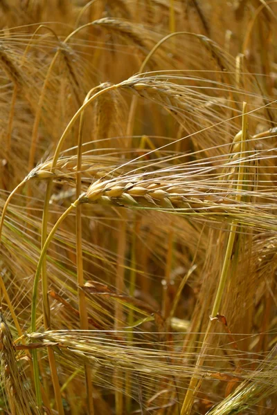 Peras de grano . — Foto de Stock