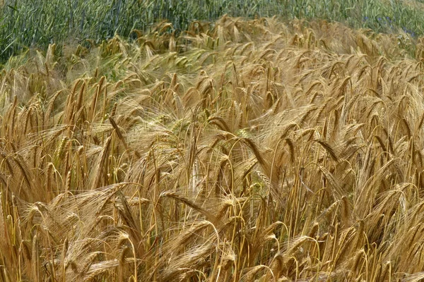 Buğday olgunlaşma alanında. — Stok fotoğraf