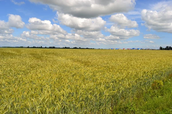 Feld des reifenden Weizens. — Stockfoto