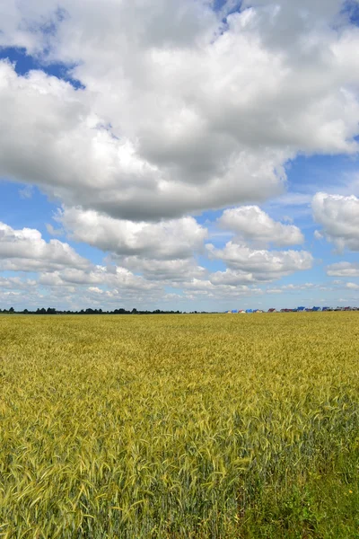 Campo de amadurecimento de trigo . — Fotografia de Stock