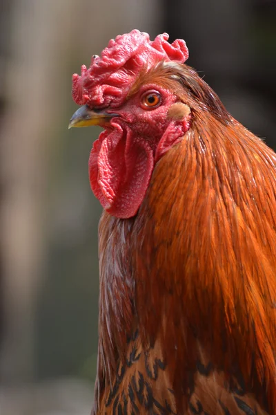 Cock in the street. — Stock Photo, Image