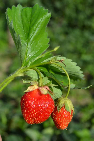 stock image Ripe strawberry.