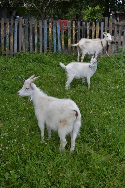 Cabra y dos niños pequeños . —  Fotos de Stock