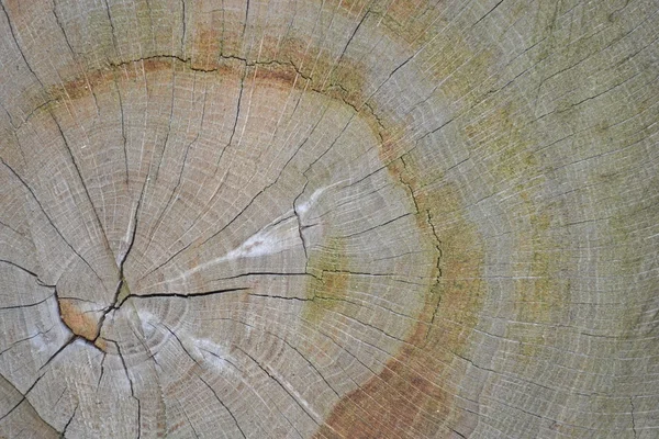 Структура дерева . — стоковое фото