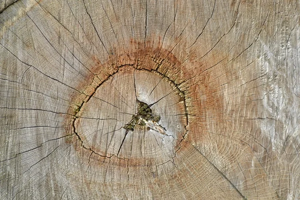 Struktura drzewa. — Zdjęcie stockowe
