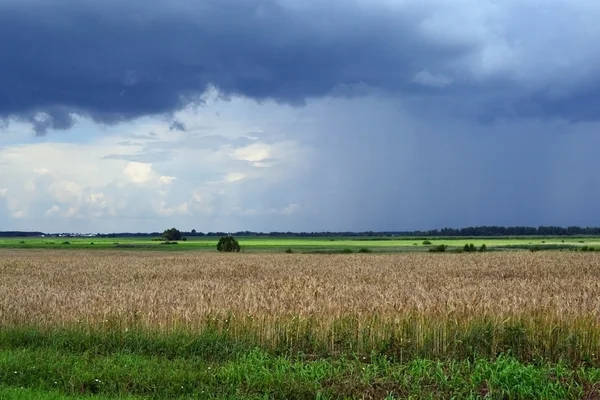 Πριν από μια καταιγίδα-κεραυνός αγρό με βιολογικά σιτηρά. — Φωτογραφία Αρχείου