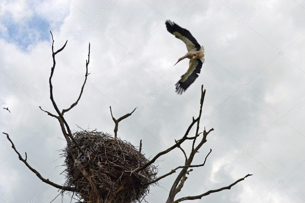 Nest of a white stork.