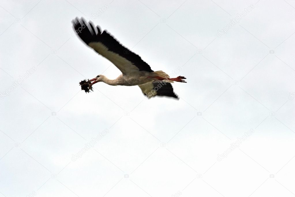 Flight of a stork.