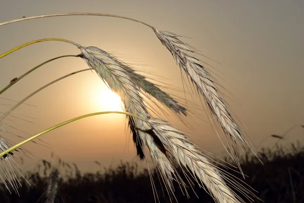 穀物は日没で耳. — ストック写真