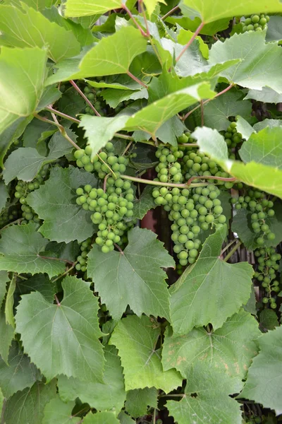 Cluster en druiven blad. — Stockfoto