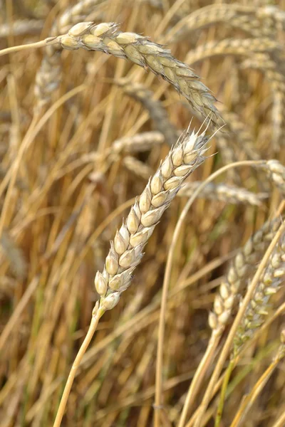 Hojas de grano maduro . — Foto de Stock