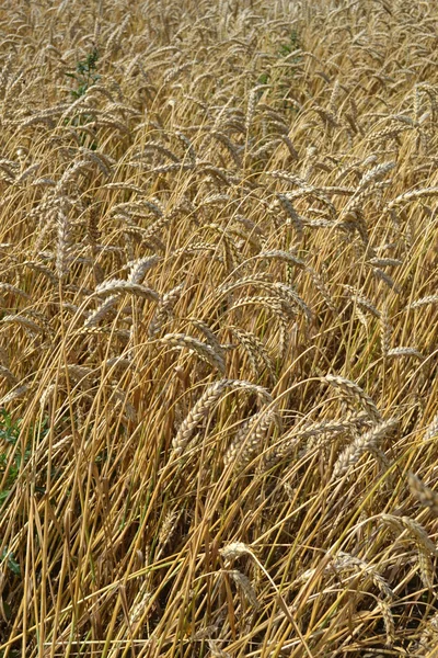 Зернове поле зі стиглих вух . — стокове фото