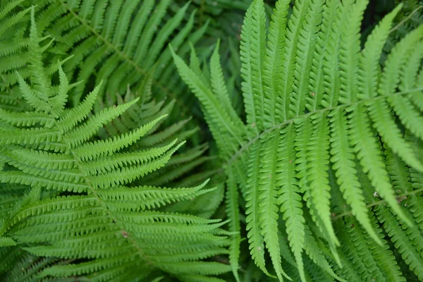 Stock image Decorative fern.