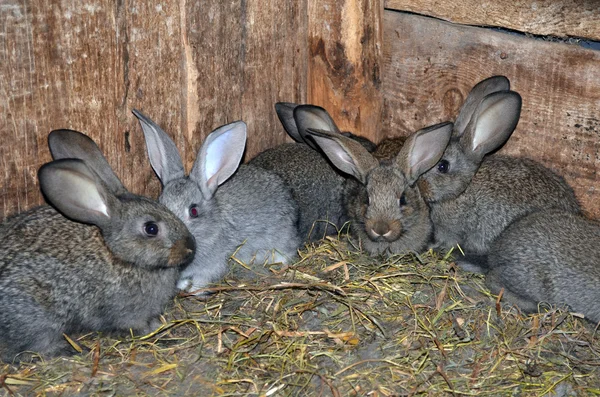 Small gray rabbits. — Stock Photo, Image