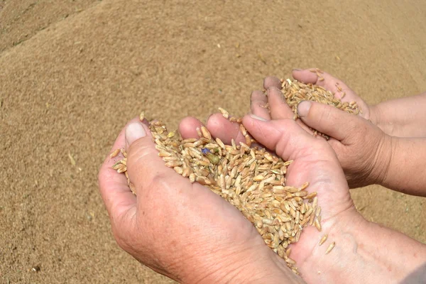Wheat grains. — Stock Photo, Image