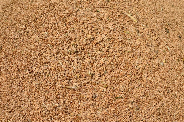 Cereali di frumento . — Foto Stock