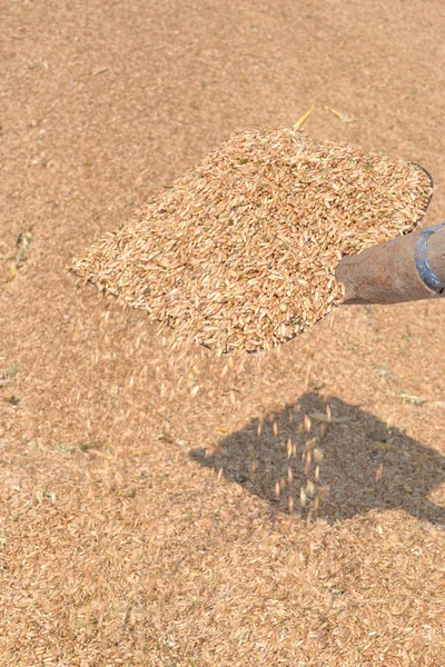 Granos de trigo . —  Fotos de Stock