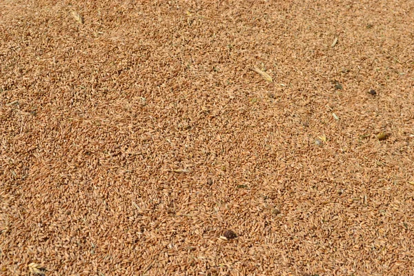 Пшеничные зерна . — стоковое фото