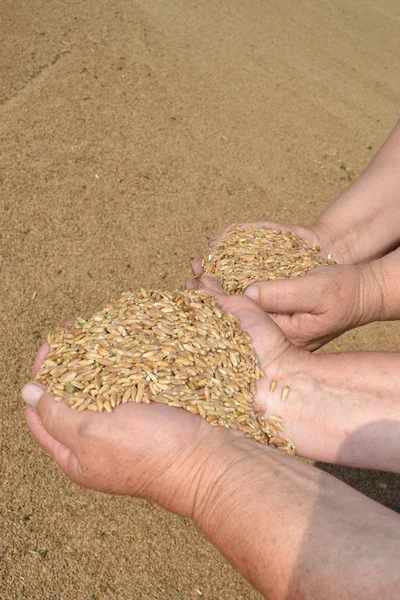 Зерно пшениці . — стокове фото