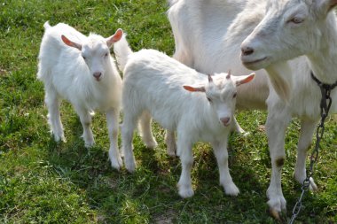 Goat with kids. clipart