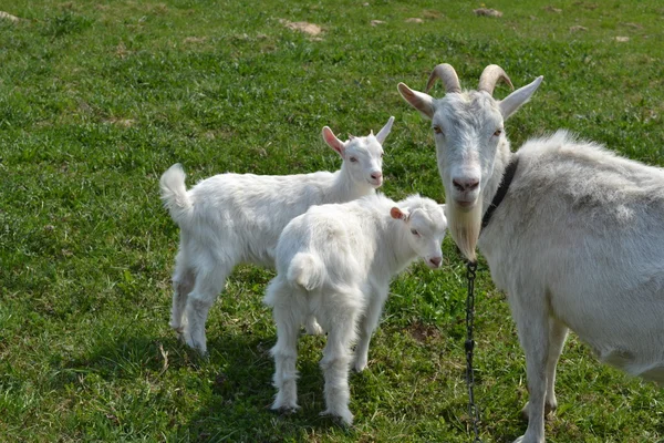Goat with kids. — Stock Photo, Image