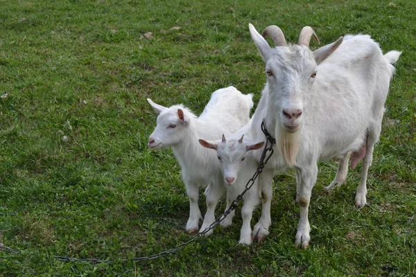 Goat with kids. — Stock Photo, Image