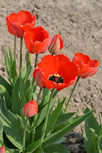 Scarlet tulips — Stock Photo, Image