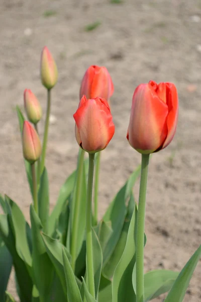 Scarlet tulips — Stock Photo, Image