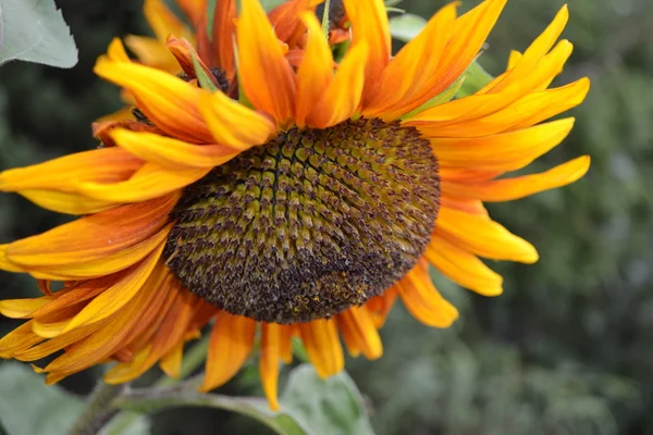 stock image Blossoming sunflower.