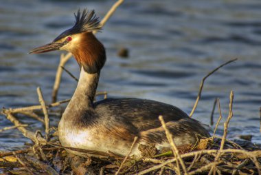 Great crested grebe 3 clipart