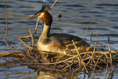 Great crested grebe 2 clipart