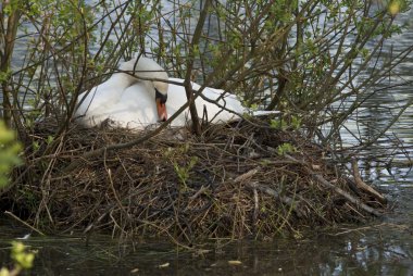 Swan breeding clipart